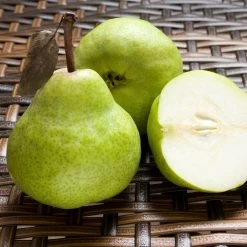 D'Anjou Pear Tree -Garden-Plants DAnjou Pear 3 FGT da277ba9 1c1c 4f9f 9202 bc3a27216f3b