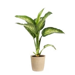 Dieffenbachia Tropic Snow Plant -Garden-Plants DIF TRO3 BEIGEDELILAH
