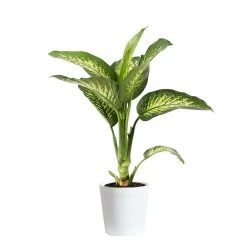 Dieffenbachia Tropic Snow Plant -Garden-Plants DIF TRO3 WHITEDELILAH