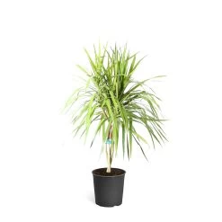 Braided Madagascar Dragon Tree -Garden-Plants DRA MAD 12 3