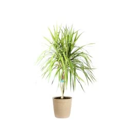 Braided Madagascar Dragon Tree -Garden-Plants DRA MAD 12 3 beigedelilah