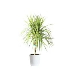 Braided Madagascar Dragon Tree -Garden-Plants DRA MAD 12 3 whitedelilah