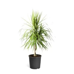 Braided Madagascar Dragon Tree -Garden-Plants DRA MAD 23 3