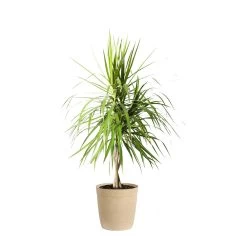 Braided Madagascar Dragon Tree -Garden-Plants DRA MAD 23 3 beigedelilah