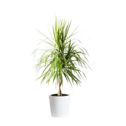 Braided Madagascar Dragon Tree -Garden-Plants DRA MAD 23 3 whitedelilah
