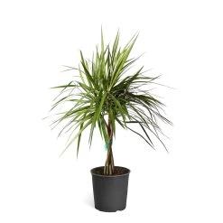 Braided Madagascar Dragon Tree -Garden-Plants DRA MAD3