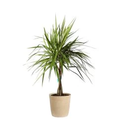 Braided Madagascar Dragon Tree -Garden-Plants DRA MAD3 BEIGEDELILAH