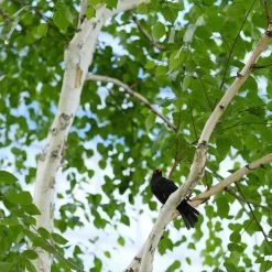 Dakota Pinnacle Birch Tree 9 Dakota Pinnacle Birch Tree -Garden-Plants Dakota Pinnacle Birch 5