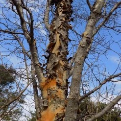 DannaSpire Columnar Elm Tree 13 DannaSpire Columnar Elm Tree -Garden-Plants Danaspire Elm 1