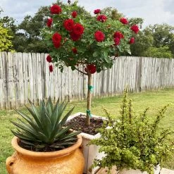 Dancing In The Dark™ Rose Tree -Garden-Plants Dancing in the Dark 2