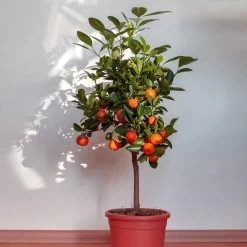 Dancy Tangerine Tree -Garden-Plants Dancy Tangerine 2 FGT