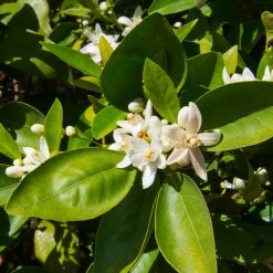 Dancy Tangerine Tree -Garden-Plants Dancy Tangerine 7