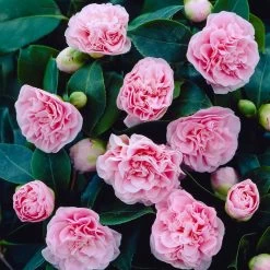 Debutante Camellia -Garden-Plants Debutante Camellia 2 FG