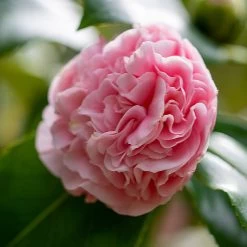 Debutante Camellia -Garden-Plants Debutante Camellia 3 FGT