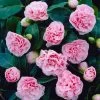 Debutante Camellia -Garden-Plants Debutante Camellia FGT 600x600 f8a218d0 799d 4080 83c6 295e65be57aa