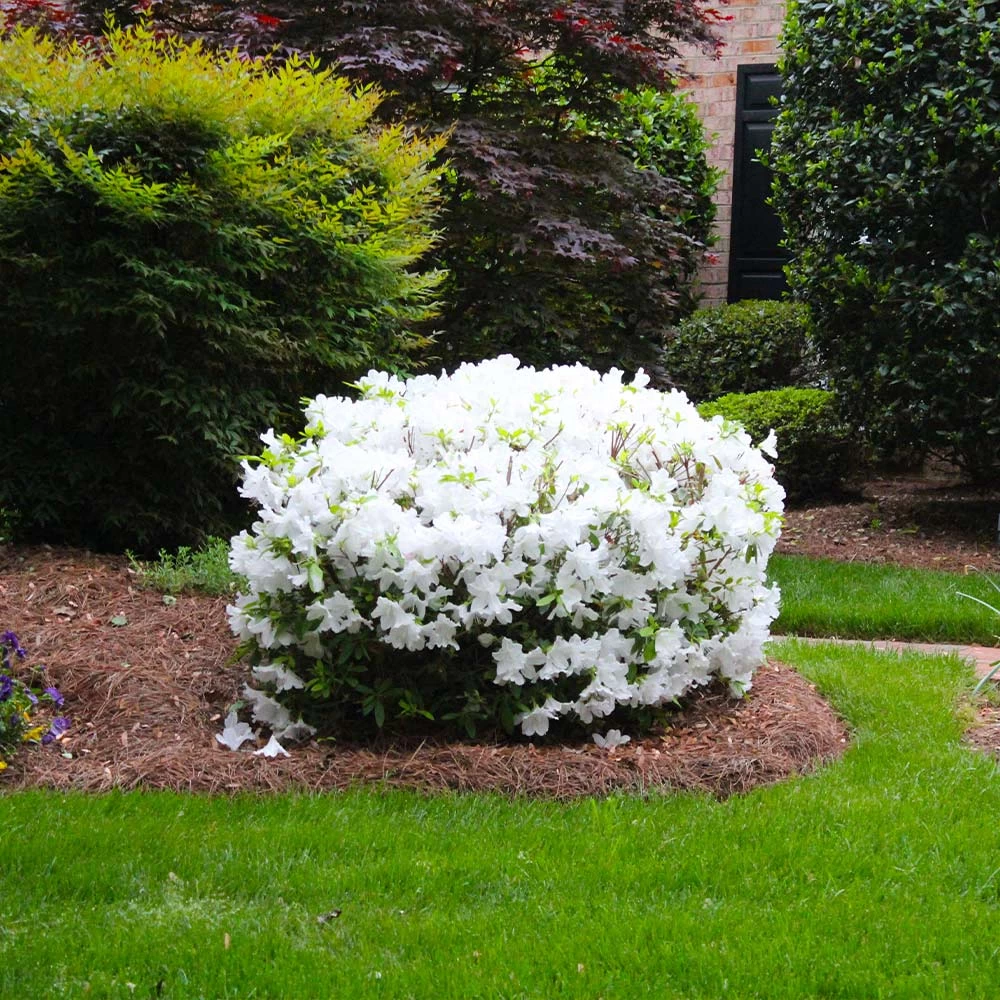 Delaware Valley White Azalea 6 Delaware Valley White Azalea - Image 4