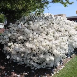 Delaware Valley White Azalea 11 Delaware Valley White Azalea -Garden-Plants Delaware Valley Azalea FGT 3