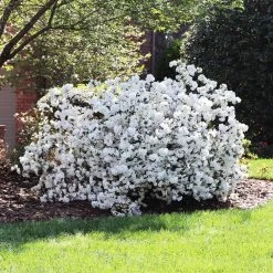 Delaware Valley White Azalea 9 Delaware Valley White Azalea -Garden-Plants Delaware Valley Azalea FGT 4