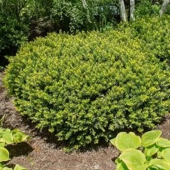 Dense Spreading Yew 8 Dense Spreading Yew -Garden-Plants Dense spreading yew 1