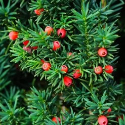 Dense Spreading Yew 9 Dense Spreading Yew -Garden-Plants Dense spreading yew 3 FGT