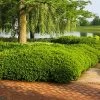 Dense Spreading Yew 2 Dense Spreading Yew -Garden-Plants Dense spreading yew FGT 600x600 e957b545 421a 44cc 9fc5 5adabf8987c3