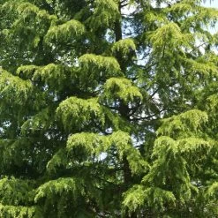 Deodar Cedar Tree -Garden-Plants Deodar Cedar 3 FGT