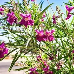 Bubba Jones Desert Willow -Garden-Plants Desert WIllow Bubba Jones 1