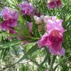 Bubba Jones Desert Willow -Garden-Plants Desert WIllow Bubba Jones 600x600 a9515f42 f813 44b7 b66d ed50ae000e31