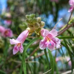 Bubba Desert Willow -Garden-Plants Desert Willow Bubba 2