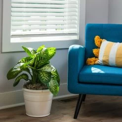 Dieffenbachia Tropic Snow Plant -Garden-Plants Dieffenbachia Tropic Snow 3