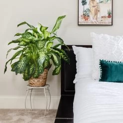 Dieffenbachia Tropic Snow Plant -Garden-Plants Dieffenbachia Tropic Snow 5 FGT