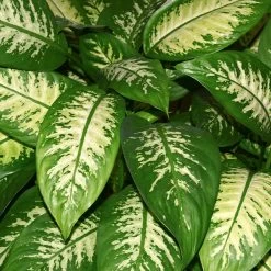 Dieffenbachia And Song Of India Combo -Garden-Plants Diffenbachia song of india 2