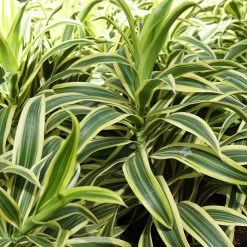 Dieffenbachia And Song Of India Combo -Garden-Plants Diffenbachia song of india 3