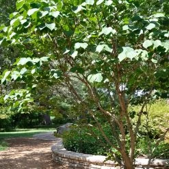 Don EGolf Redbud Tree -Garden-Plants Don E Golf Redbud 1