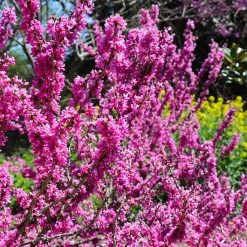 Don EGolf Redbud Tree -Garden-Plants Don E Golf Redbud 6 FGT