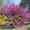 Don EGolf Redbud Tree -Garden-Plants Don E Golf Redbud FGT 600x600 c49249c0 d50c 46f7 91fb 098afcd5a4c7