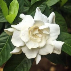 Double Blooming Gardenia Tree 9 Double Blooming Gardenia Tree -Garden-Plants Double Blooming Gardenia 3 FGT