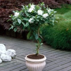 Double Blooming Gardenia Tree 10 Double Blooming Gardenia Tree -Garden-Plants Double Blooming Gardenia 6 FGT
