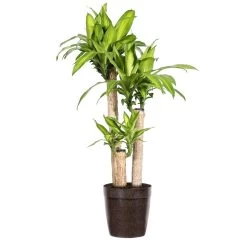 'Dracaena' Corn Plant -Garden-Plants Dracaena Corn Plant delilah brown pot