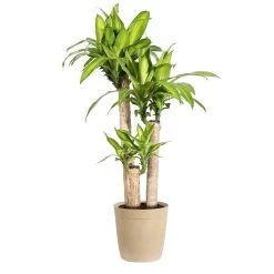 'Dracaena' Corn Plant -Garden-Plants Dracaena Corn Plant delilah tan pot
