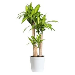'Dracaena' Corn Plant -Garden-Plants Dracaena Corn Plant delilah white pot