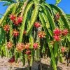 Dragon Fruit Cactus -Garden-Plants Dragon Friuit 600x600 FGT