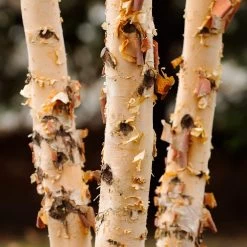 Dura Heat® River Birch -Garden-Plants Dura Heat River Birch 4
