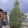 'Little Ollie' Dwarf Olive Tree -Garden-Plants Dwarf Olive 800 Main Image FGT th