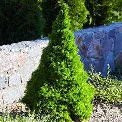 Dwarf Alberta Spruce 9 Dwarf Alberta Spruce -Garden-Plants Dwarf ALberta ALberta Spruce 3 FGT