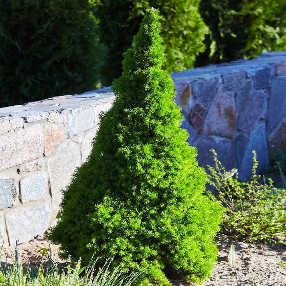 Dwarf Alberta Spruce 5 Dwarf Alberta Spruce - Image 3