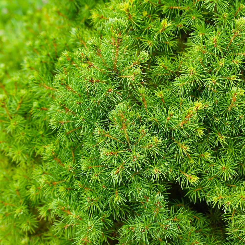 Dwarf Alberta Spruce 7 Dwarf Alberta Spruce - Image 5