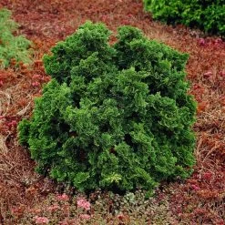 Dwarf Hinoki Cypress Shrub 10 Dwarf Hinoki Cypress Shrub -Garden-Plants Dwarf Hinoki Cypress 1