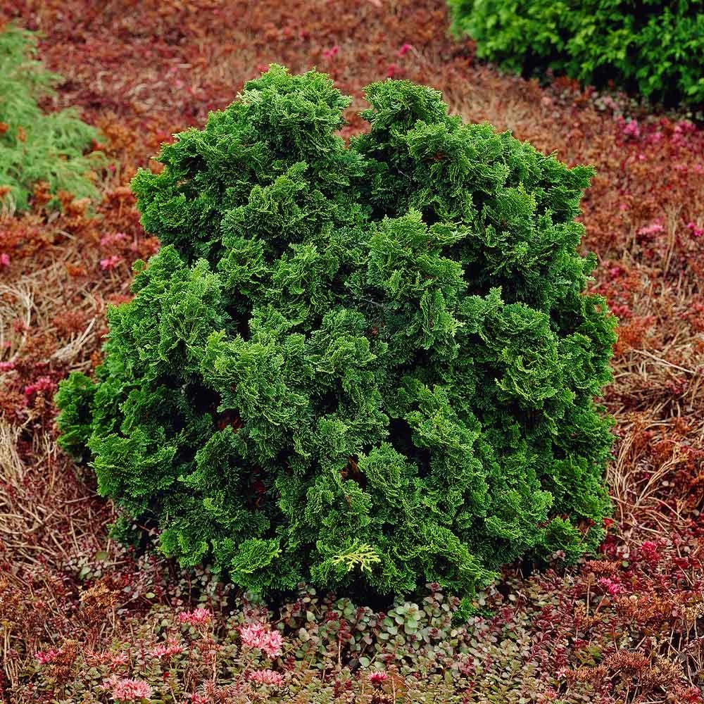 Dwarf Hinoki Cypress Shrub 6 Dwarf Hinoki Cypress Shrub - Image 4