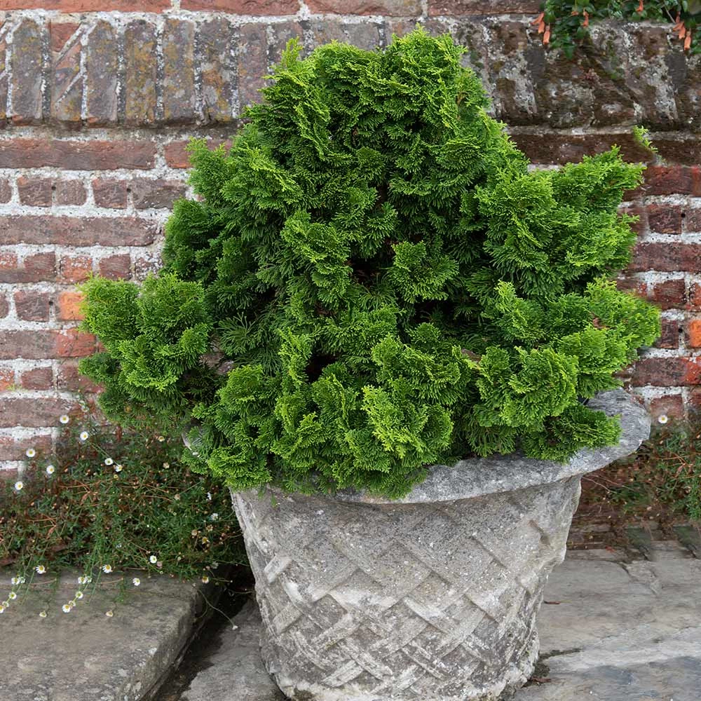 Dwarf Hinoki Cypress Shrub 7 Dwarf Hinoki Cypress Shrub - Image 5